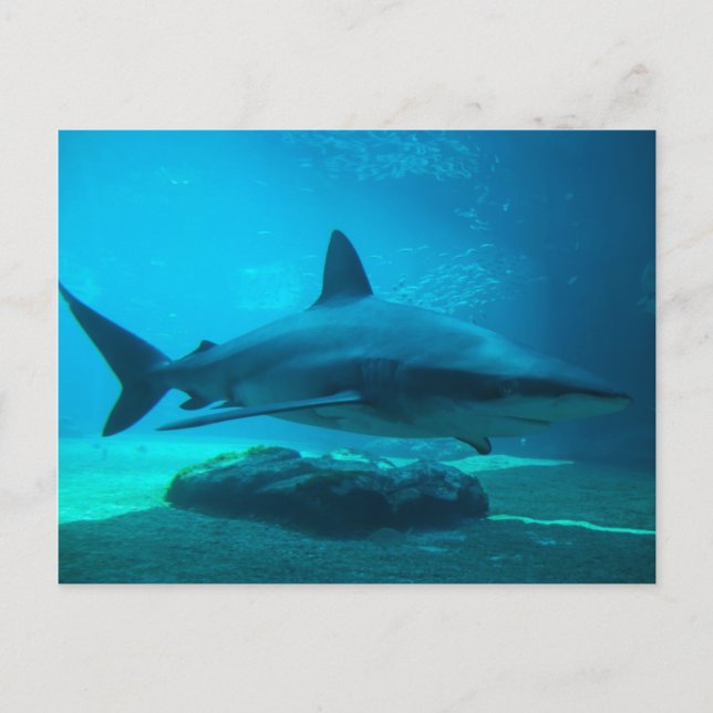 Carte Postale Requin de nuit (Carcharhinus Obscurus), Ushaka (Devant)