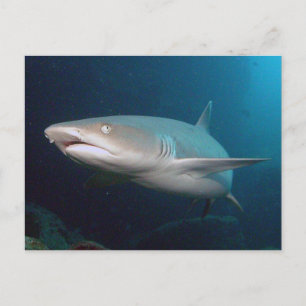 Carte Postale Requin de récif blanc