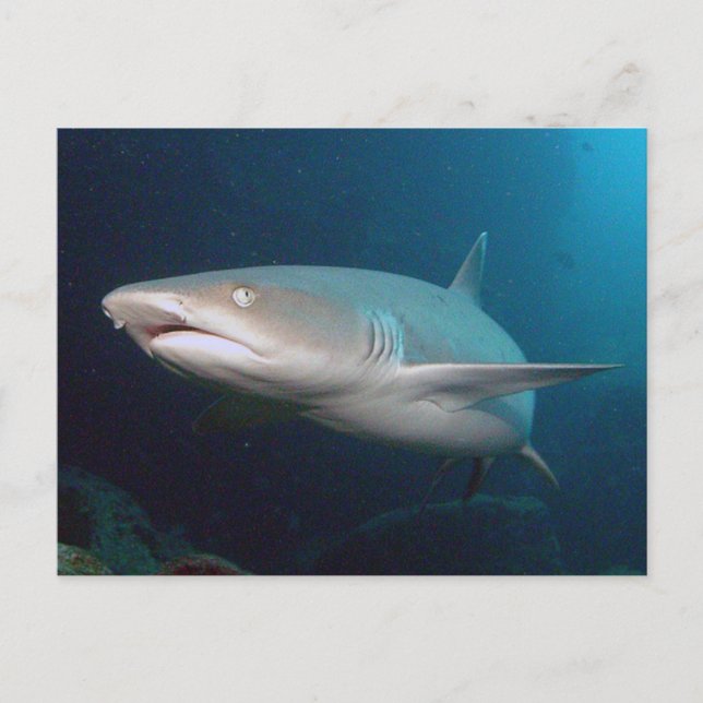 Carte Postale Requin de récif blanc (Devant)