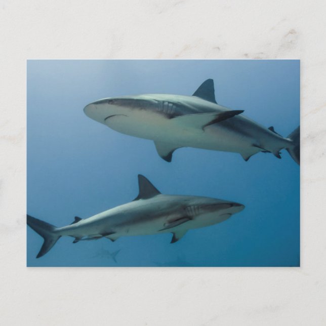 Carte Postale Requin de récif des Caraïbes (Devant)