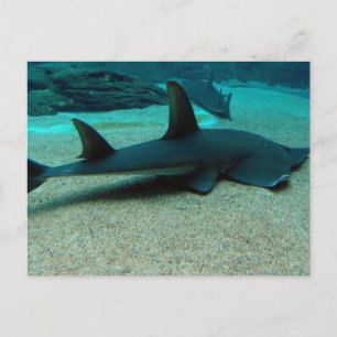 Carte postale Requin de sable