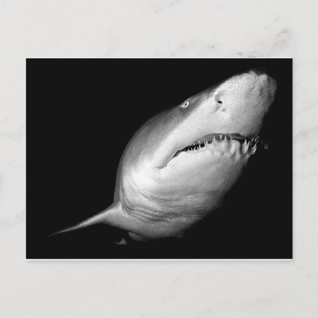 Carte Postale Requin de Sable Tigre (Devant)