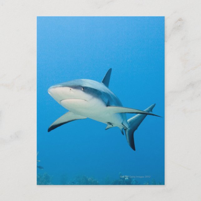 Carte Postale Requin des Caraïbes (Carcharhinus perezi) (Devant)