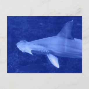 Carte postale requin en-tête