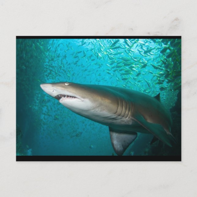 Carte Postale Requin gris (Devant)