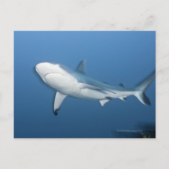 Carte Postale Requin gris de récif (amblyrhynchos de (Devant)