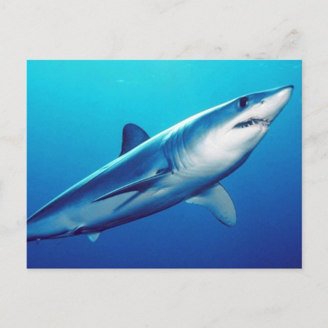 Carte Postale Requin Mako Rivard (Devant)