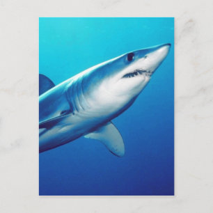 Carte Postale Requin Mako Rivard