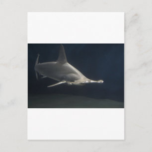 Carte Postale requin marteau