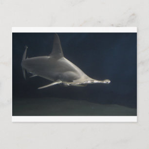 Carte Postale requin marteau