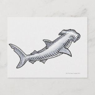 Carte Postale requin marteau