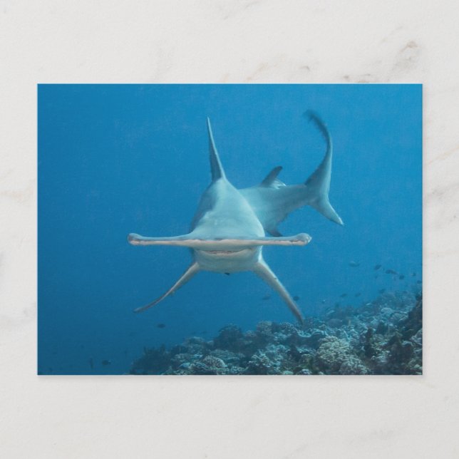 Carte postale, requin marteau ン マ ヘ ド (Devant)
