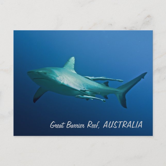 Carte postale Requin récif (Devant)