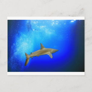 Carte Postale Requin sous l'eau océan bleu profond