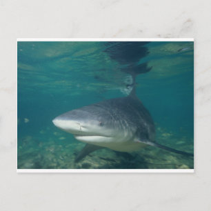 Carte Postale requin taureau