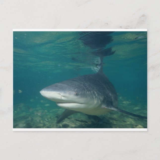 Carte Postale requin taureau (Devant)