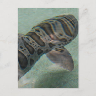 Carte postale requin tigre