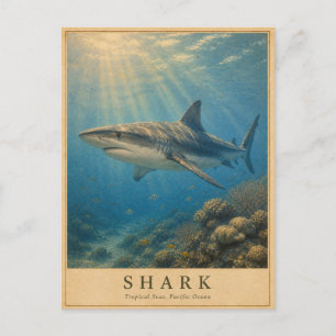Carte Postale Requin Tropical Pacifique VINTAGE