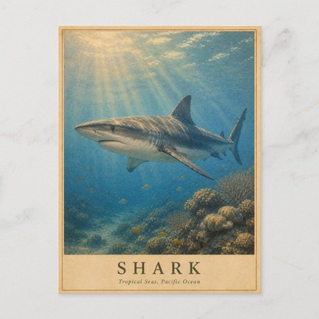 Carte Postale Requin Tropical Pacifique VINTAGE (Devant)