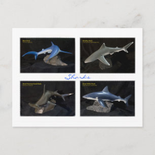 Carte Postale Requins