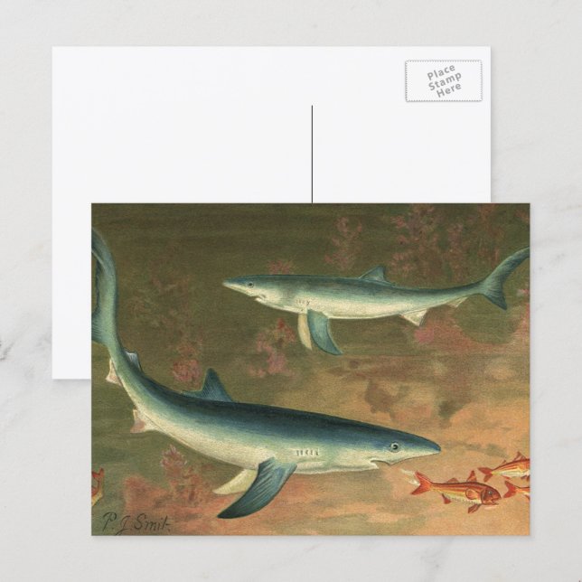 Carte Postale Requins Bleus Mangeant des Poissons, Vie Marine Vi (Devant / Derrière)