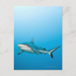 Carte Postale Requins gris (Carcharhinus amblyrhnchos)