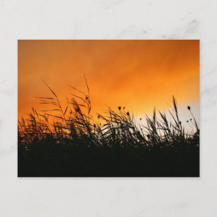 Carte Postale Rèseaux Whisperants Au Coucher Du Soleil Fumé