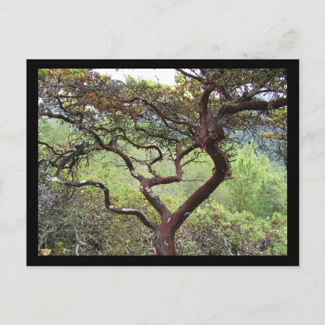 Carte Postale Réserve de canneberge (Devant)