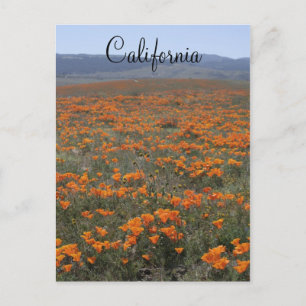 Carte Postale Réserve de pavot
