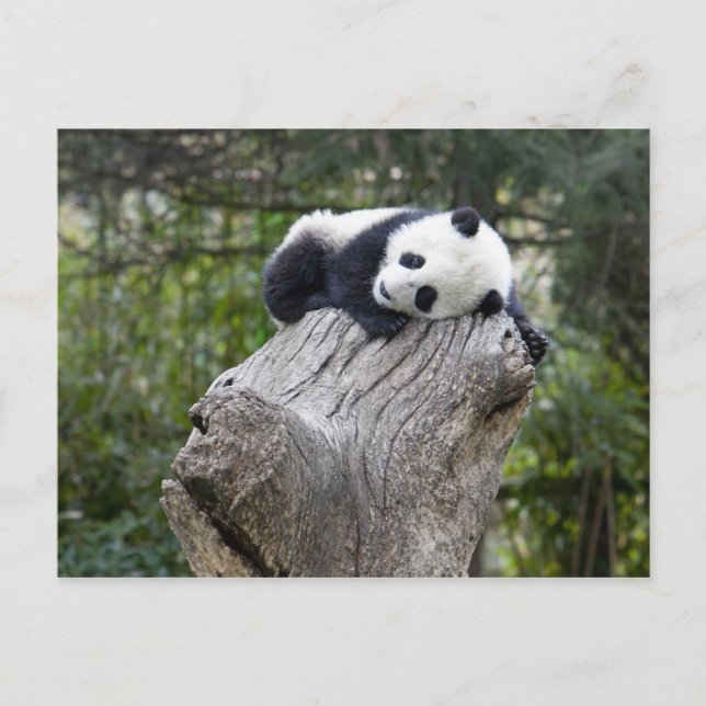 Carte Postale Réserve de Wolong, Chine, bébé panda endormi (Devant)