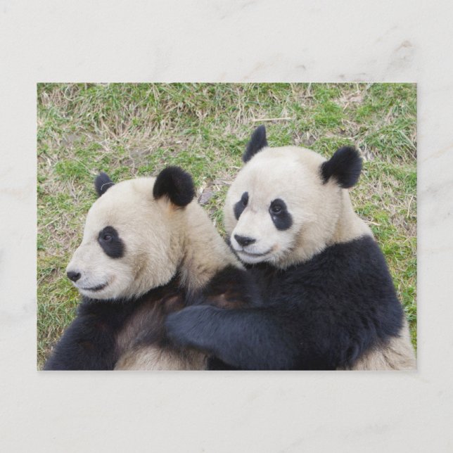 Carte Postale Réserve de Wolong, Chine, Panda géant faisant un c (Devant)