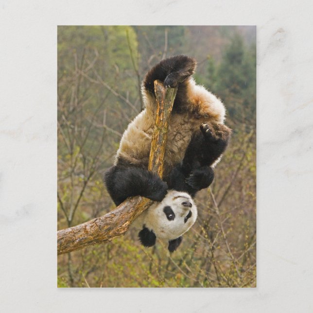 Carte Postale Réserve de Wolong Panda, Chine, 2 ans et demi (Devant)