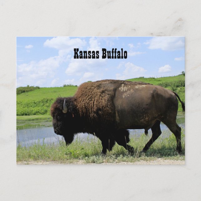 Carte Postale Réserve faunique de bison de Kansas Maxwell (Devant)