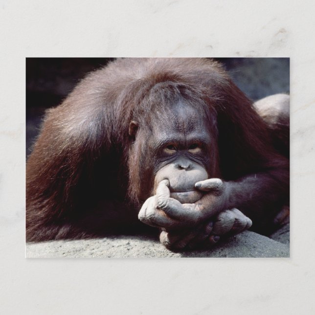 Carte Postale Réserve faunique - Primates 10 (Devant)