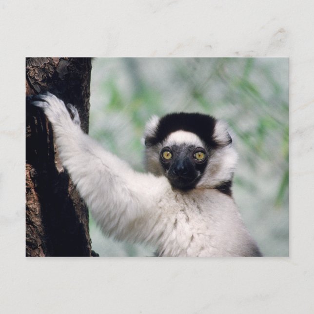 Carte Postale Réserve faunique - Primates 12 (Devant)