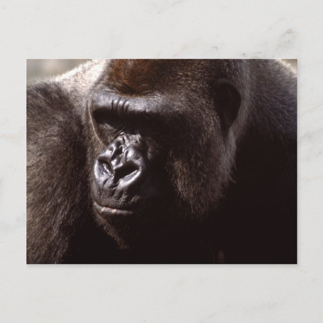 Carte Postale Réserve faunique - Primates 13 (Devant)