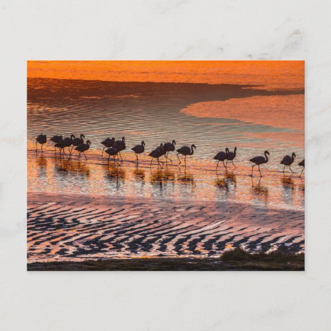 Carte Postale Réserve nationale de faune andine Eduardo Abaroa (Devant)