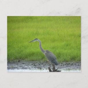 Carte Postale Réserve nationale de faune Blackwater
