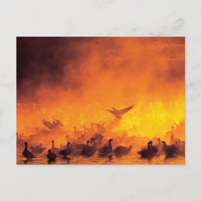 Carte Postale Réserve nationale de faune Bosque del Apache, NM (Devant)