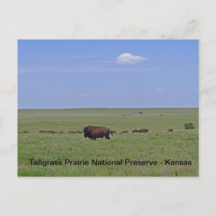 Carte Postale Réserve nationale des Prairies de Tallgrass - Kans