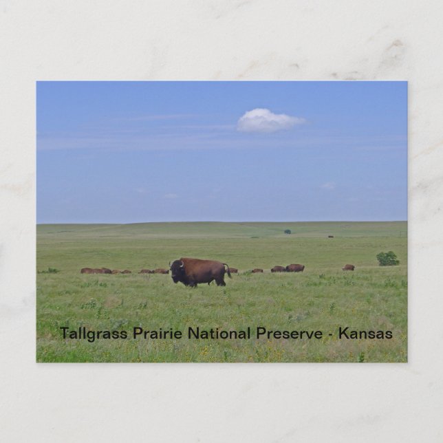 Carte Postale Réserve nationale des Prairies de Tallgrass - Kans (Devant)