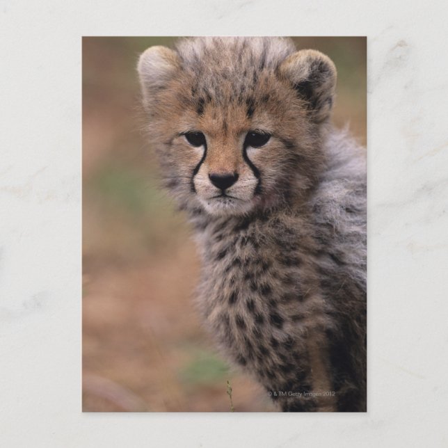 Carte Postale Réserve nationale du Masai Mara (Devant)