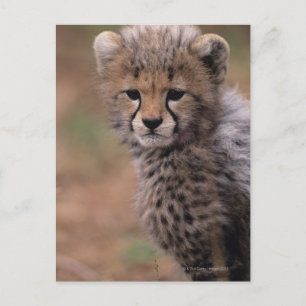 Carte Postale Réserve nationale du Masai Mara
