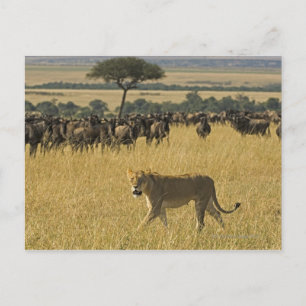Carte Postale Réserve nationale du Masai Mara, Kenya, Afrique