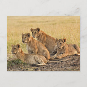 Carte Postale Réserve nationale du Masai Mara, Kenya, juillet 20