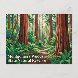 Carte Postale Réserve naturelle d'État Montgomery Woods Californ