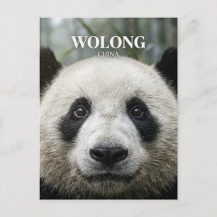 Carte Postale Réserve naturelle nationale de Wolong, Chine