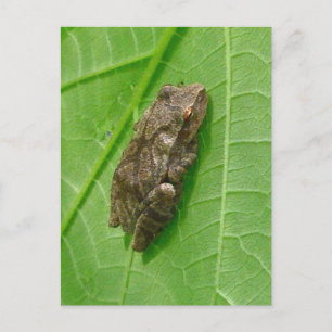 Carte Postale Ressort Peeper (Pseudacris crucifer) Treefrog Item