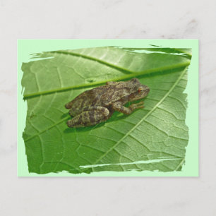 Carte Postale Ressort Peeper (Pseudacris crucifer) Treefrog Item