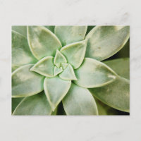 Ressort Succulent